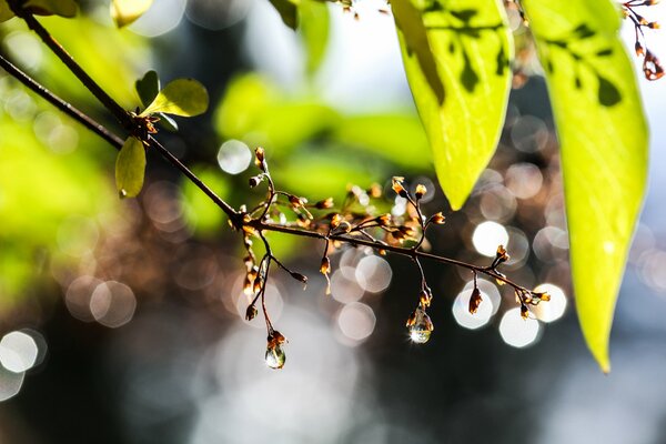 Reflets de rosée sur la photo