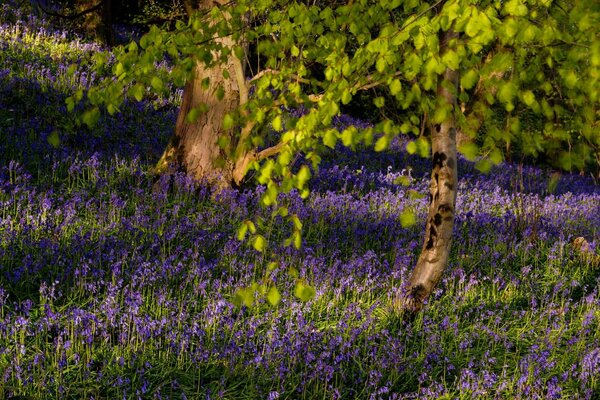 Fiaba della foresta con bellissimi fiori