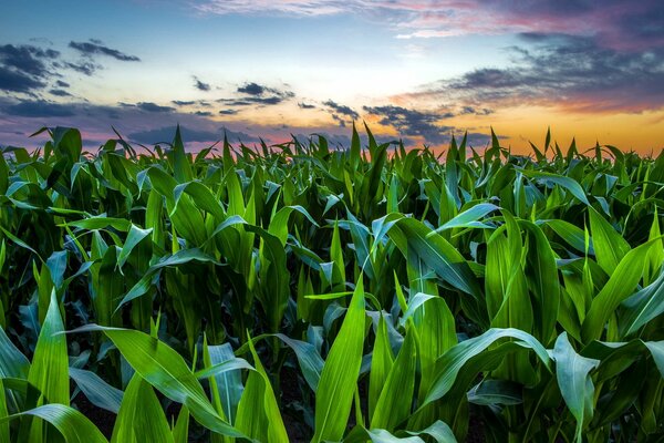 Sunset sky over a field of corn