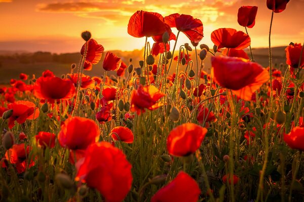 Coquelicots écarlates sur fond de coucher de soleil