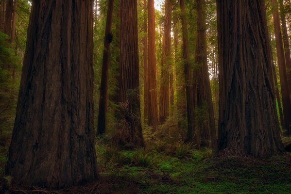 Arbres de la forêt de Redwood en Californie