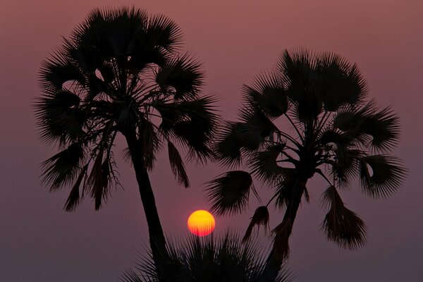 Two palm trees at sunset