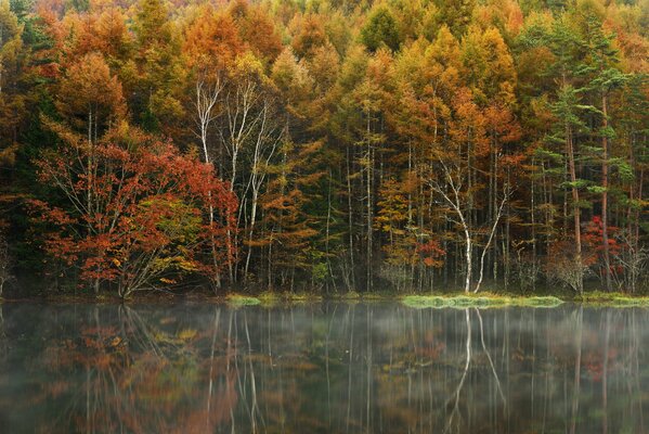 Bäume. Herbstwald, Fluss