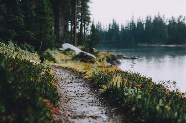 Atmospheric photo of the path going into the forest along the river