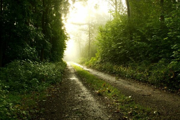 The road through the forest in the morning in the fog