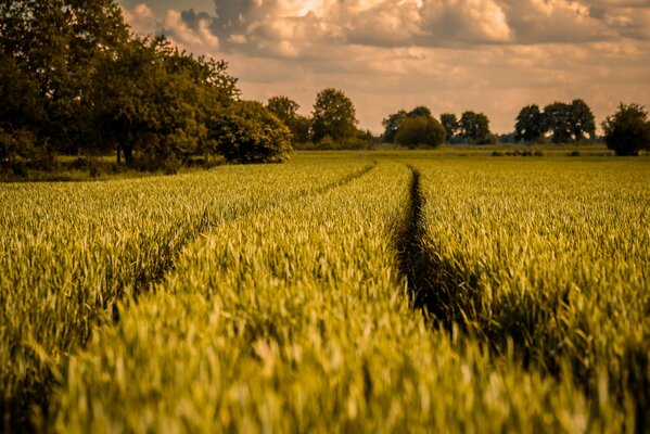 The road among the green field