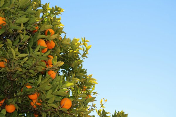 Orange tree on a blue sky background