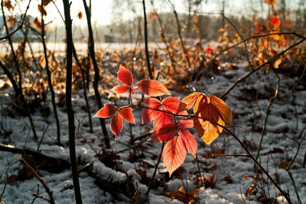 Rote Blätter auf weißem Schnee Hintergrund