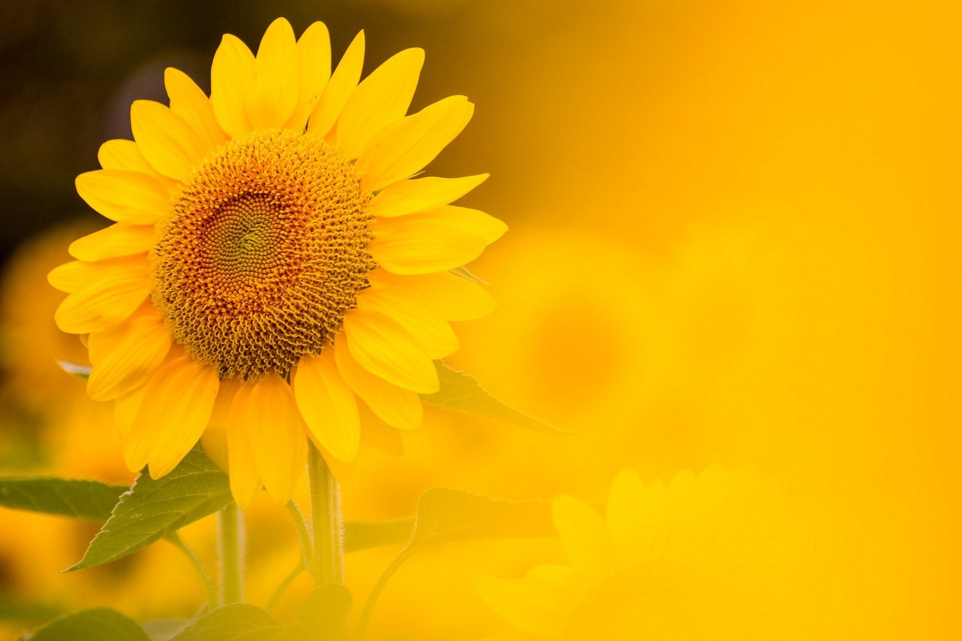 girasol naturaleza fondo