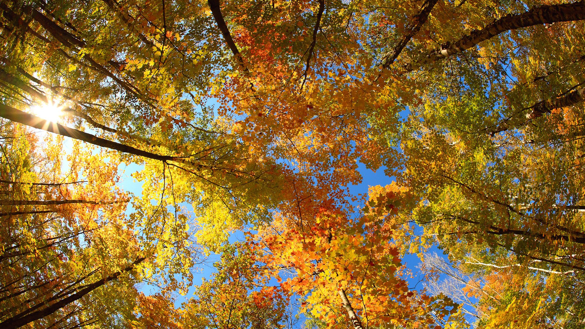 autunno alberi fogliame corona sole