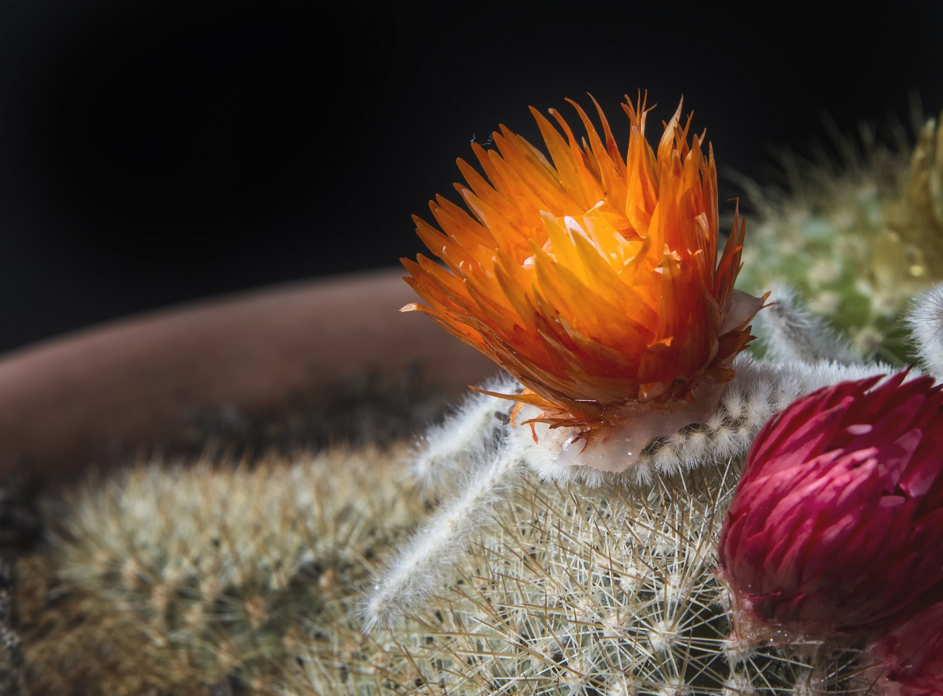 cactus fleur gros plan