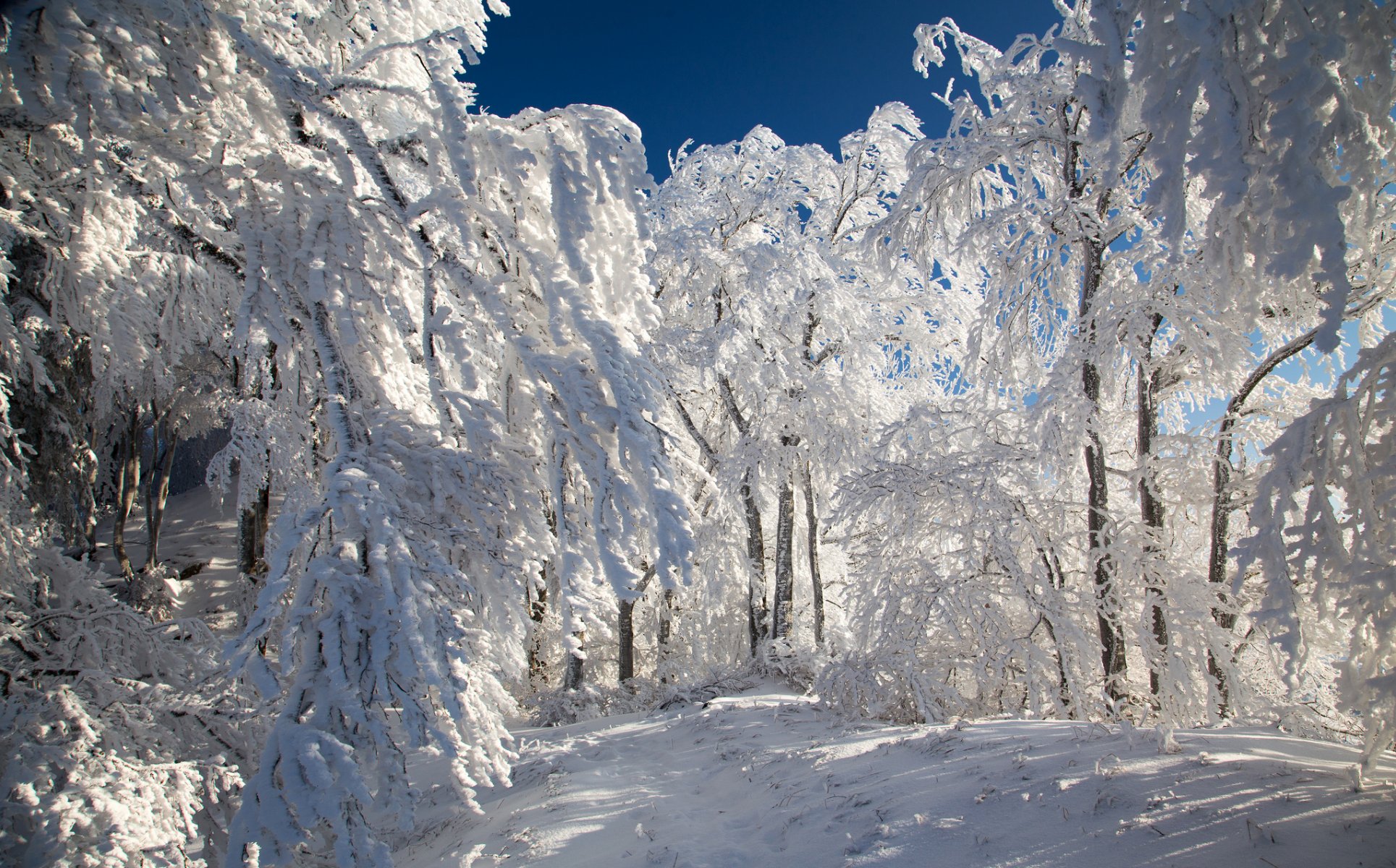 foresta sentiero inverno alberi neve