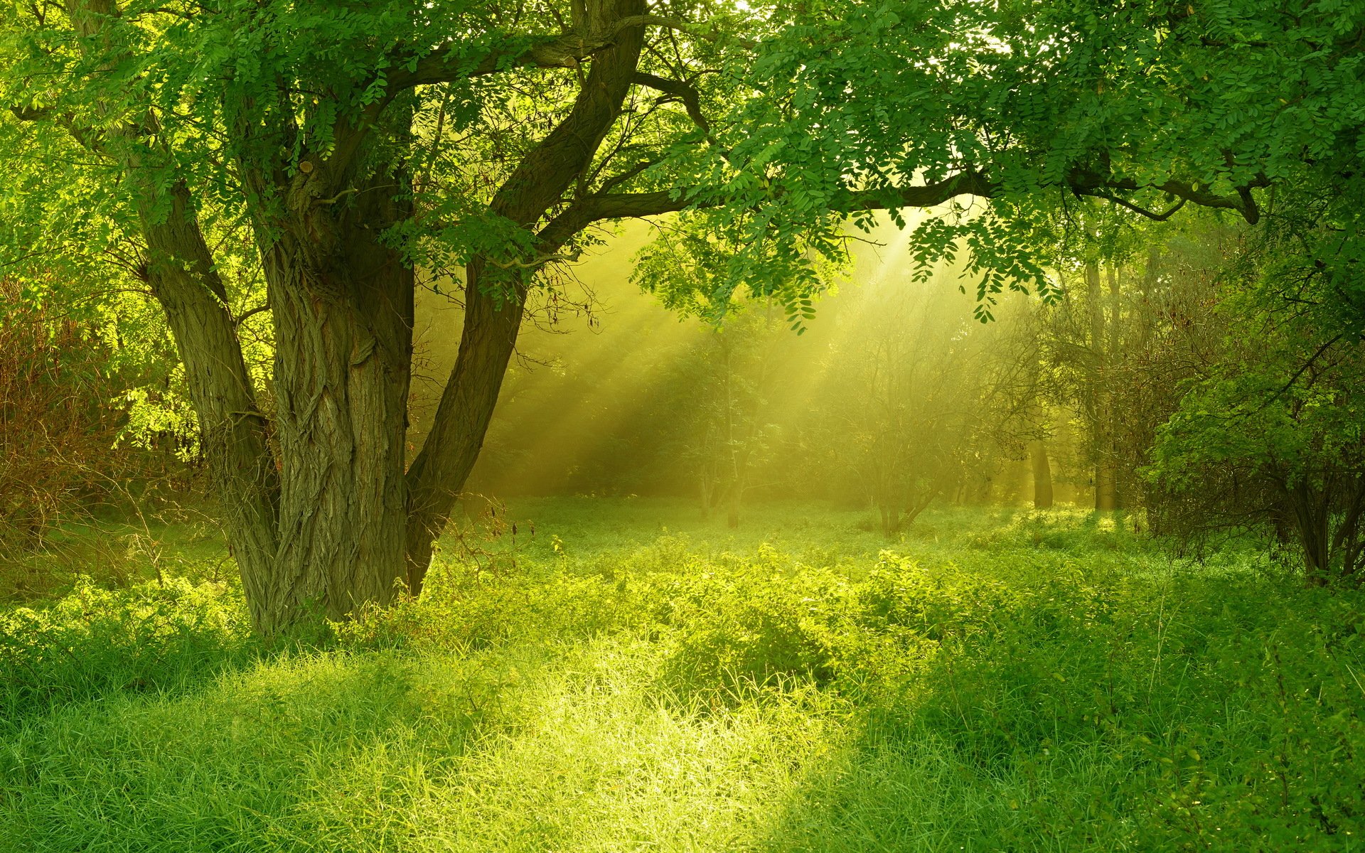 árbol hierba luz verano