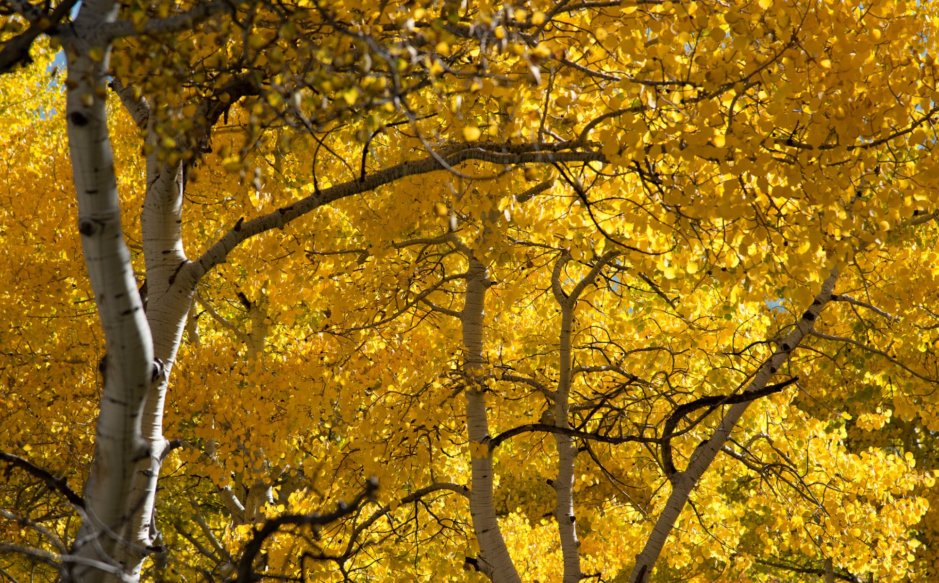 foresta boschetto pioppo tremulo foglie autunno