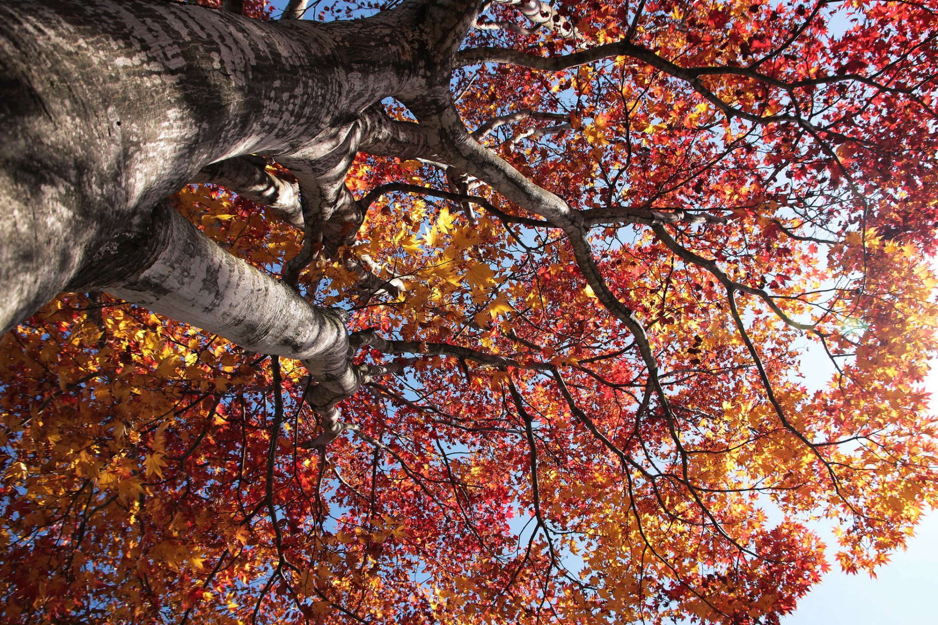 himmel baum stamm krone blätter herbst