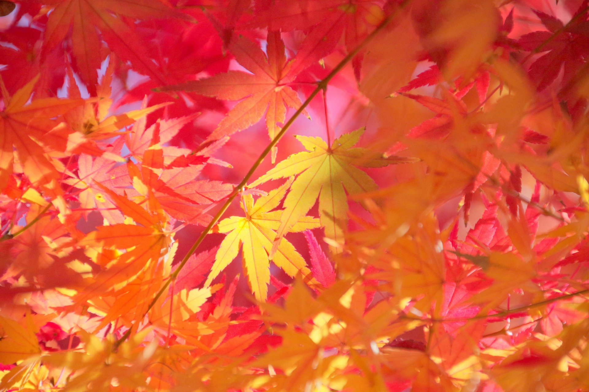 branches leaves maple autumn close up