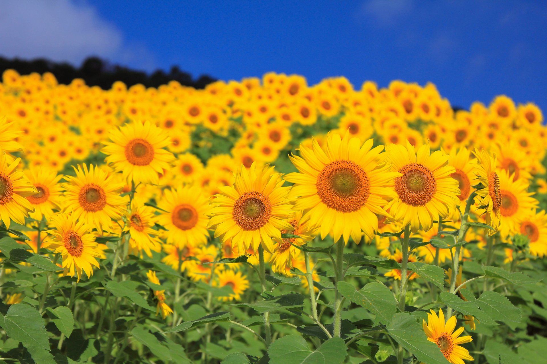 cielo campo girasol flores pétalos hojas