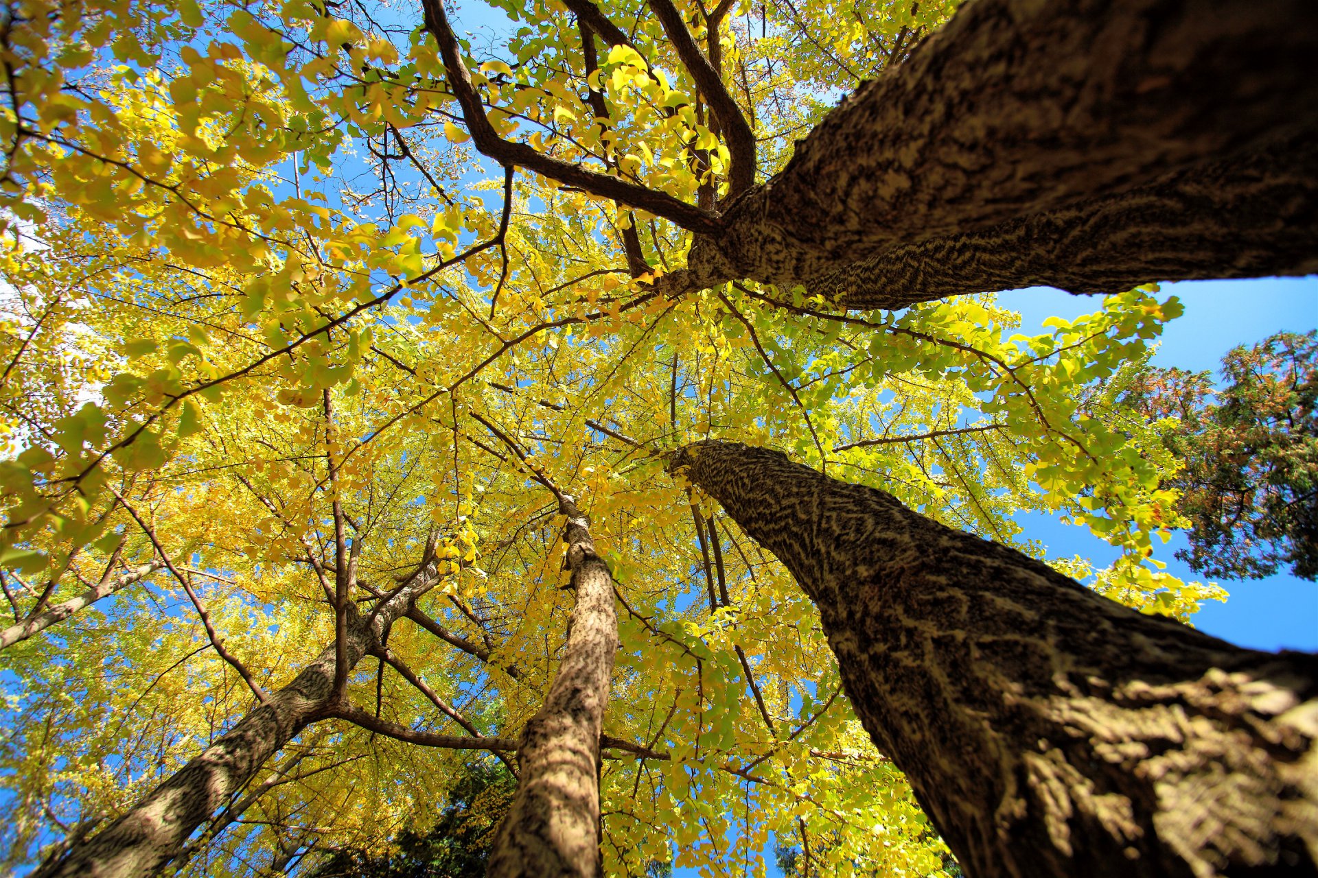 tree trunk crown leaves autumn sky