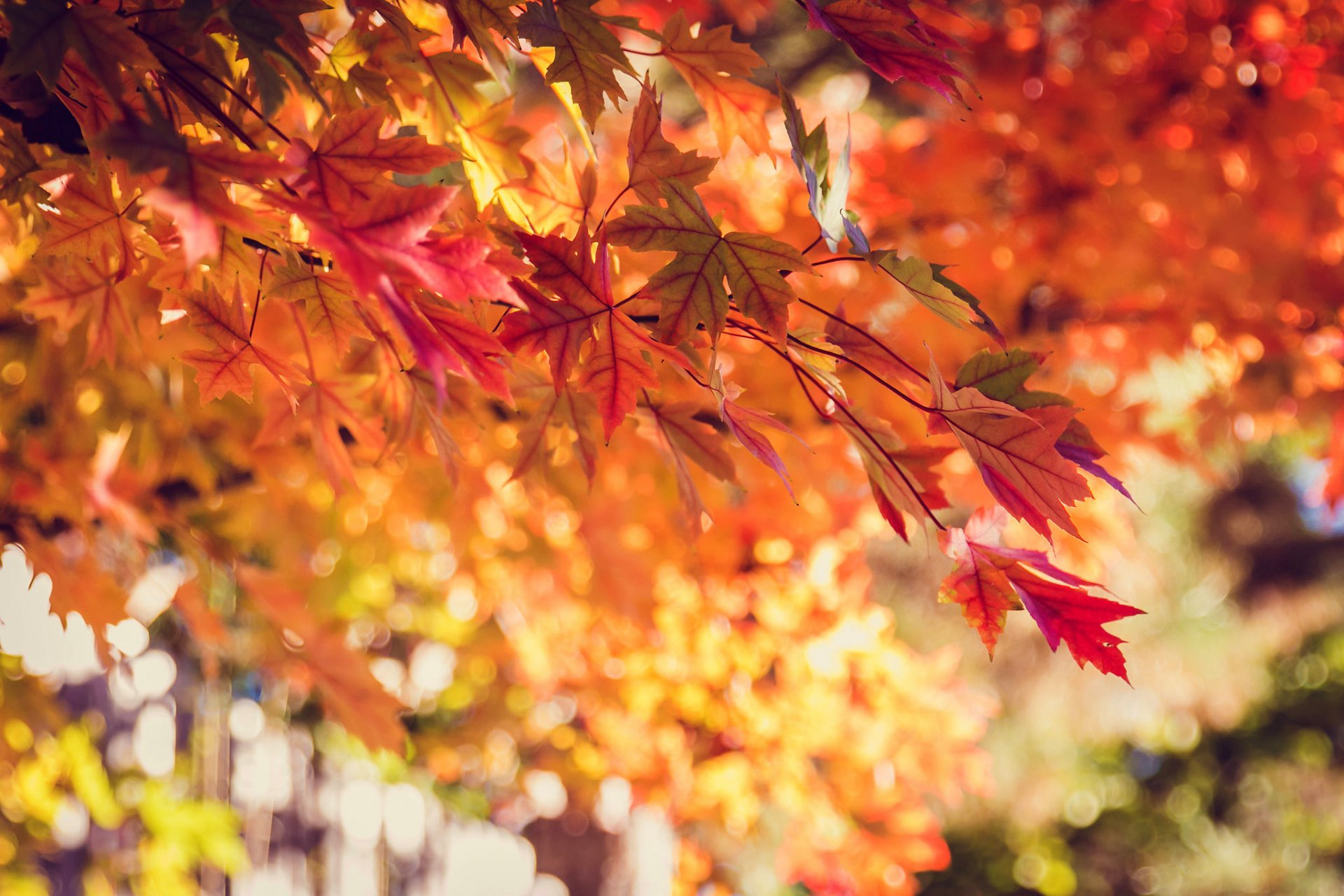 árbol hojas amarillo naranja rojo bokeh naturaleza otoño