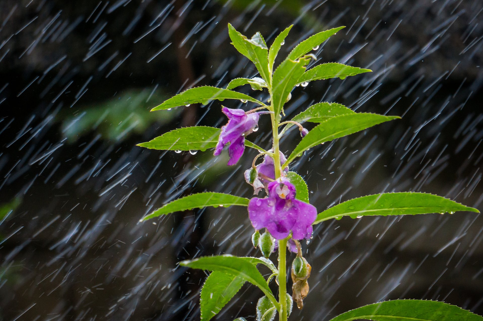 plant flower leaves rain drops close up