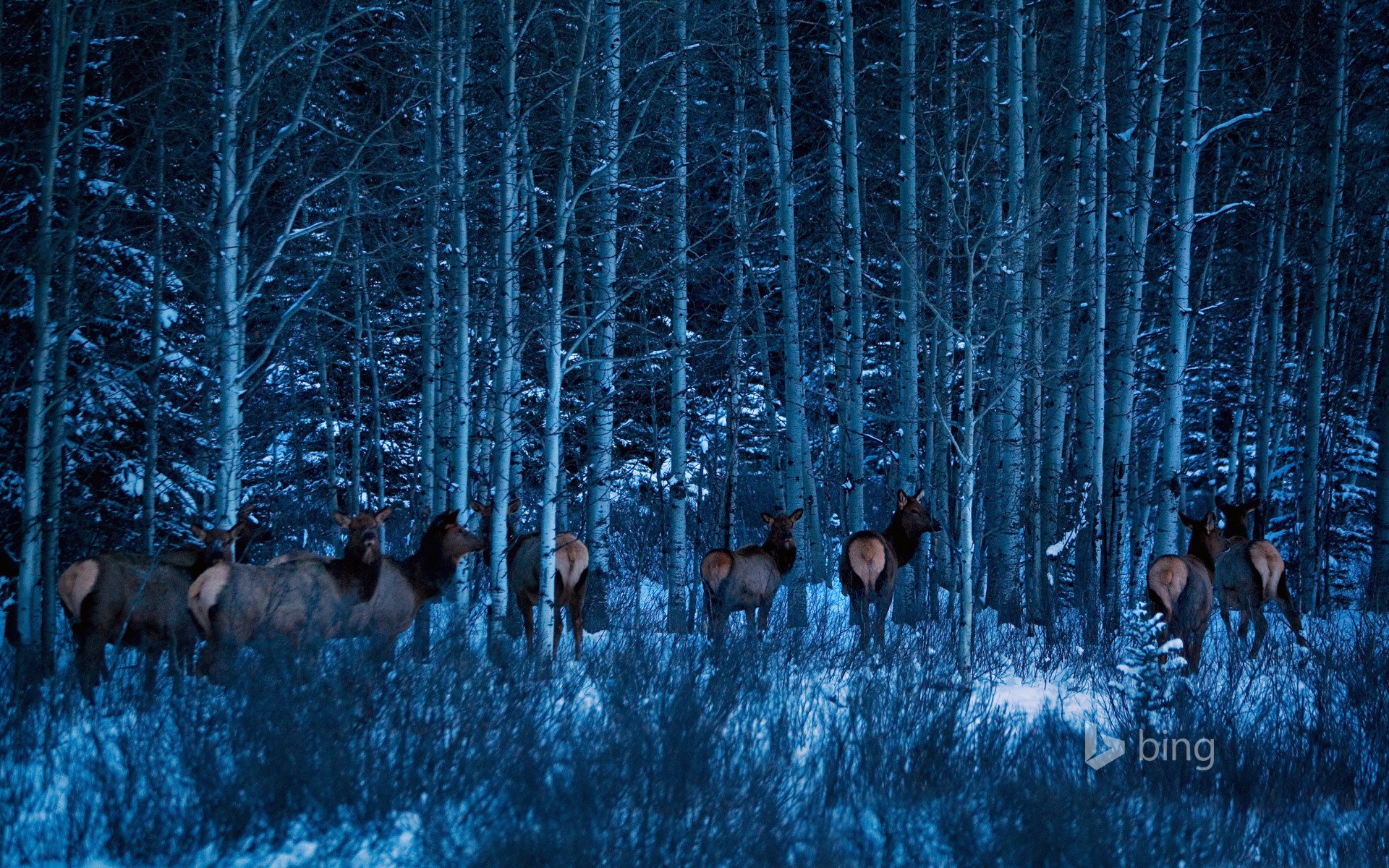 banff national park alberta kanada wald winter bäume schnee elche