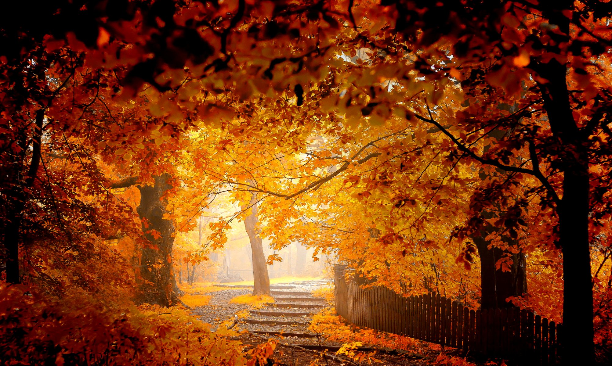 herbst bäume laub park zaun