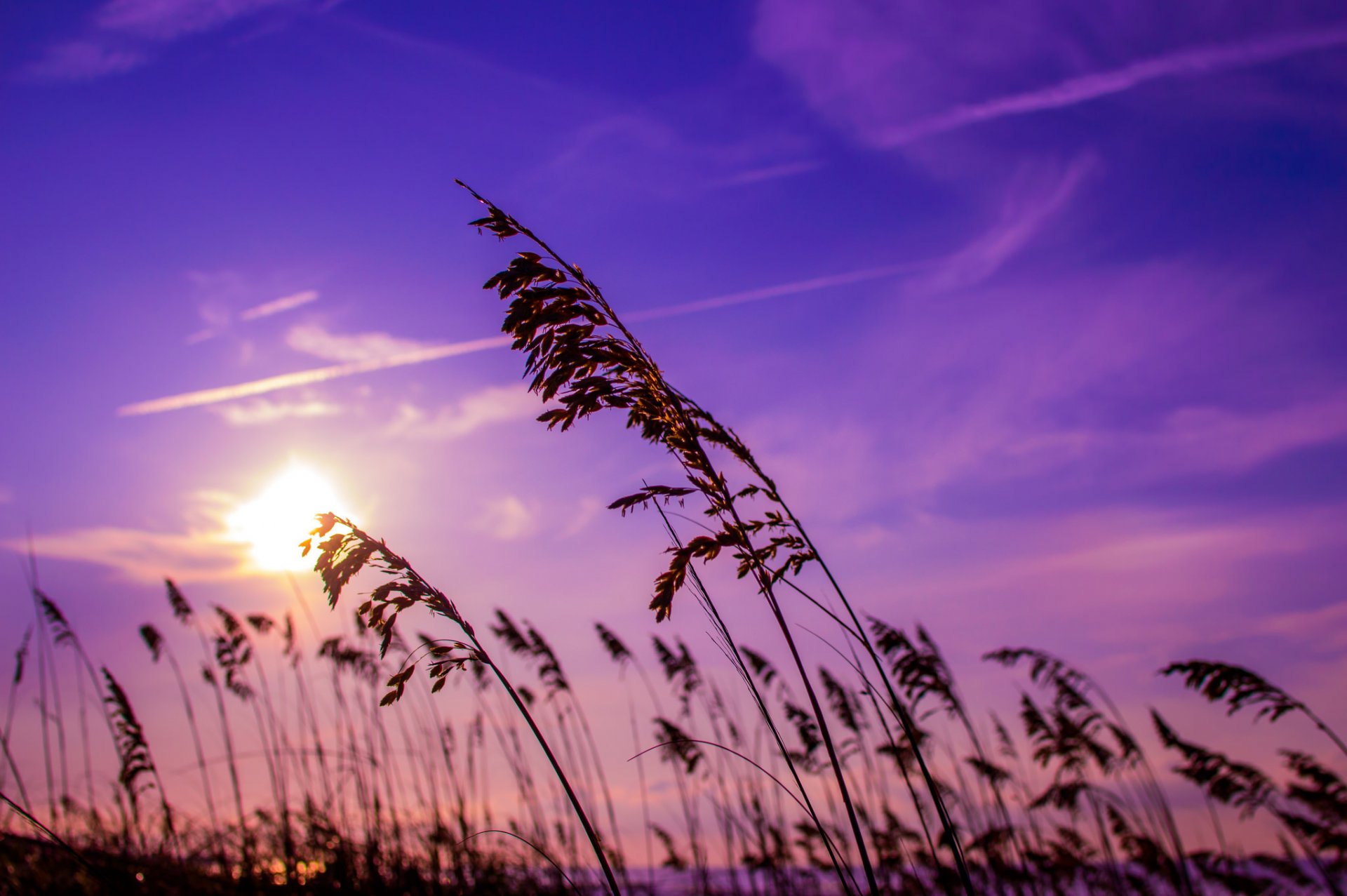 himmel sonnenaufgang sonnenaufgang schilf