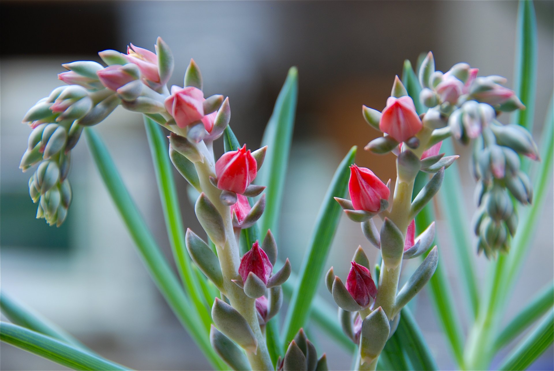 pflanze stamm blätter blume makro exotisch