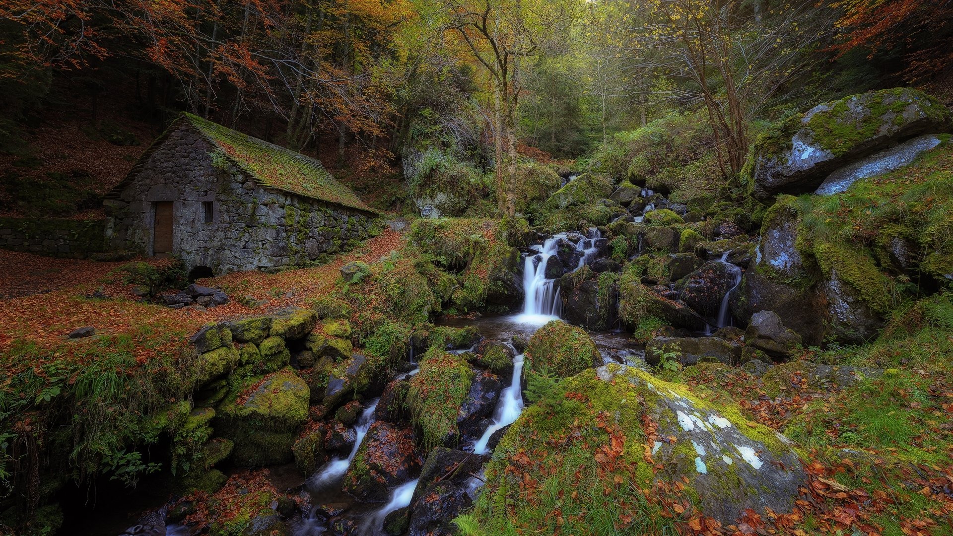 autumn forest creek feed hut