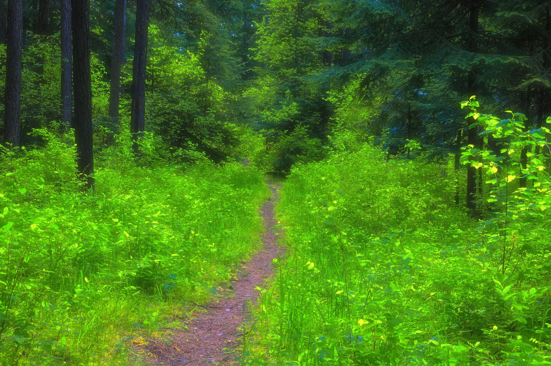 foresta estate sentiero erba