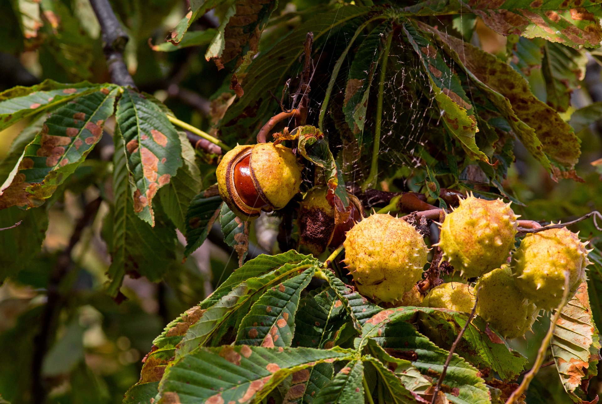 brown tree leaves autumn