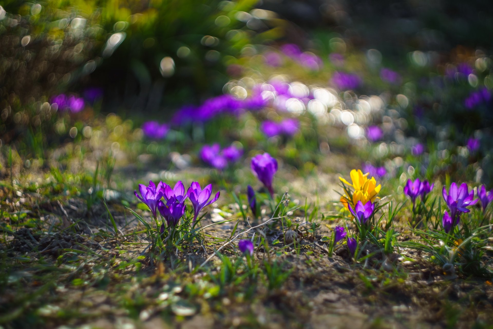 fleurs nature printemps