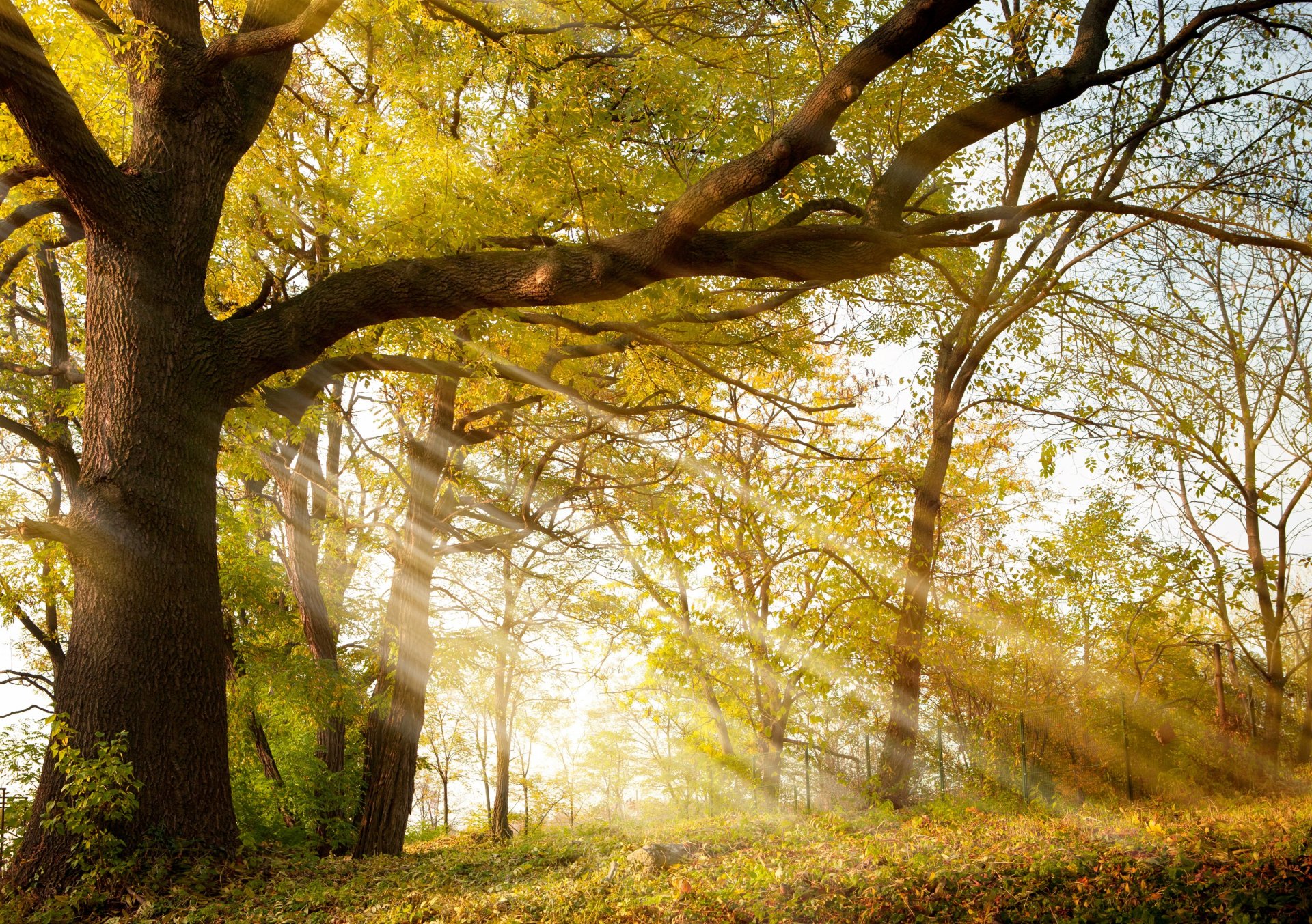 herbst park bäume strahlen