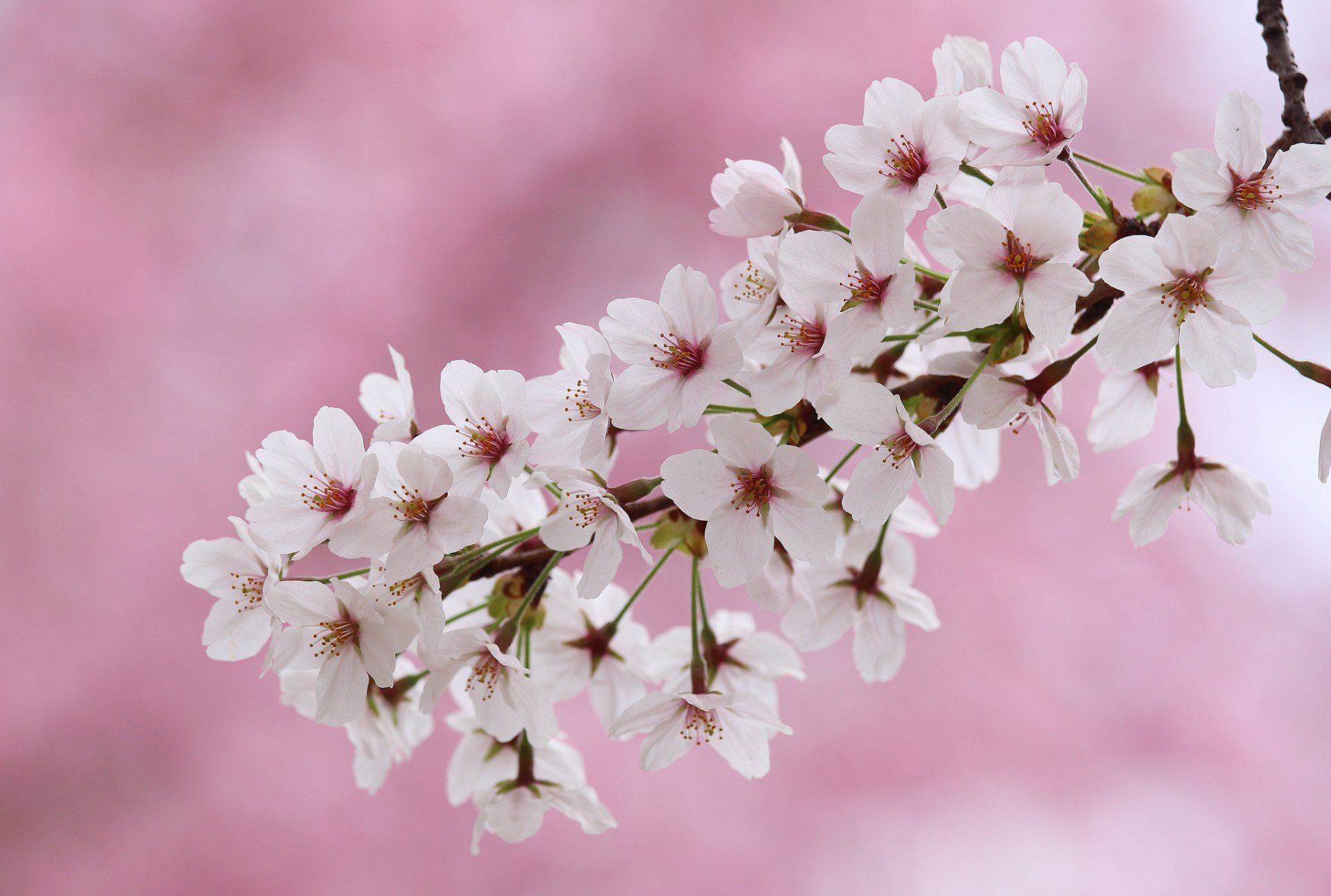 cherry bloom flowers branch close up spring