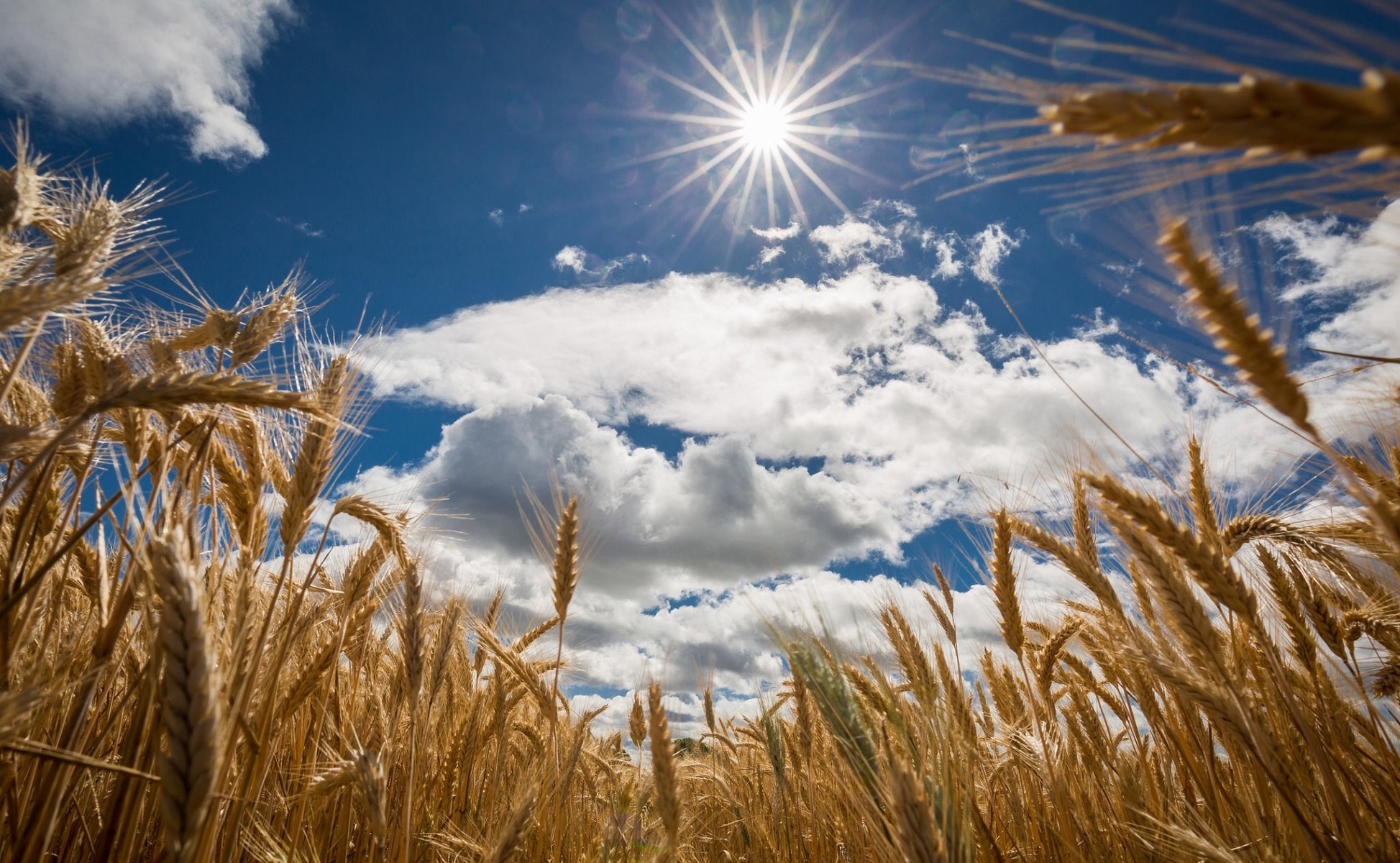 champ épis ciel soleil nuages été