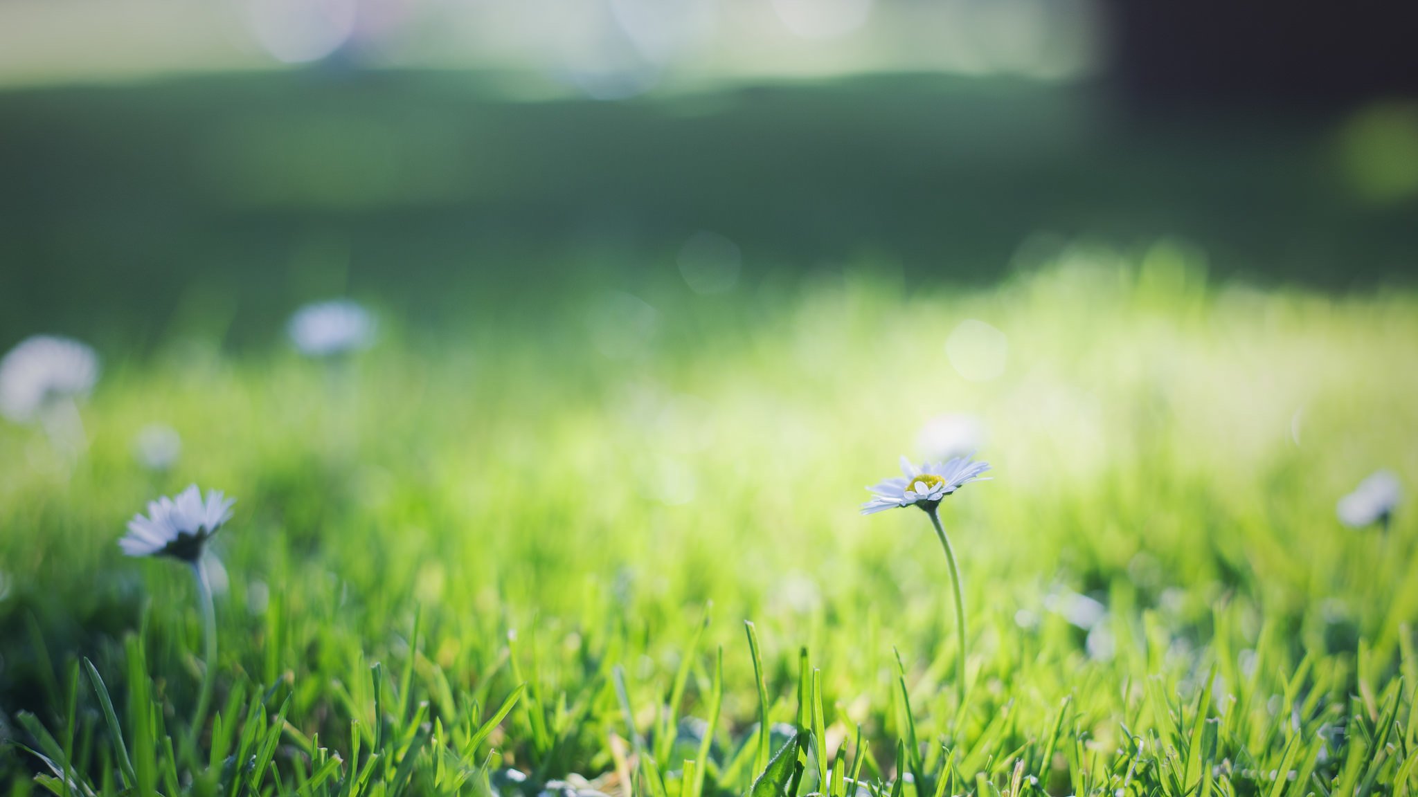 grass green chamomile flower petals white