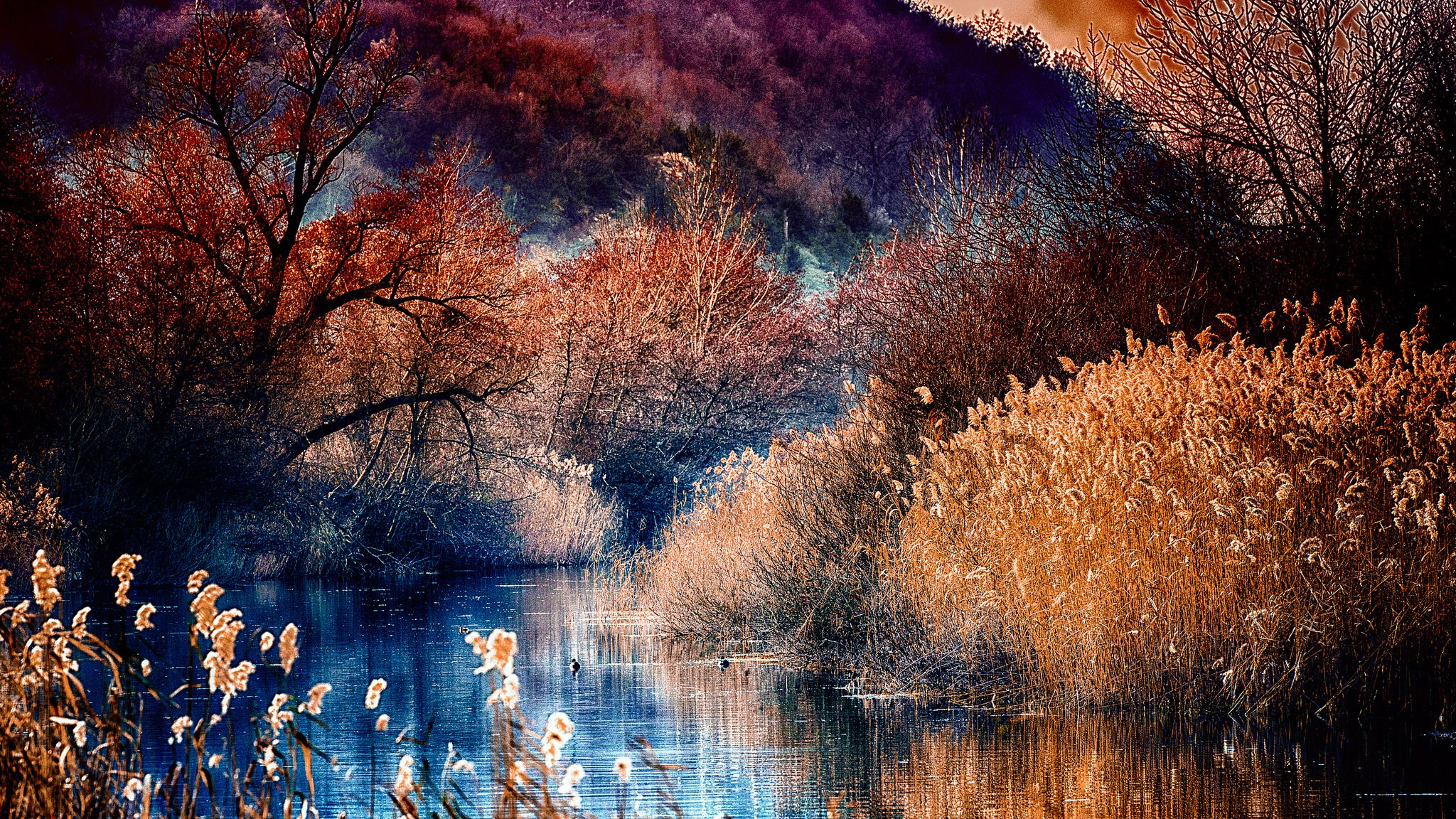 forest river tree mountain autumn lake