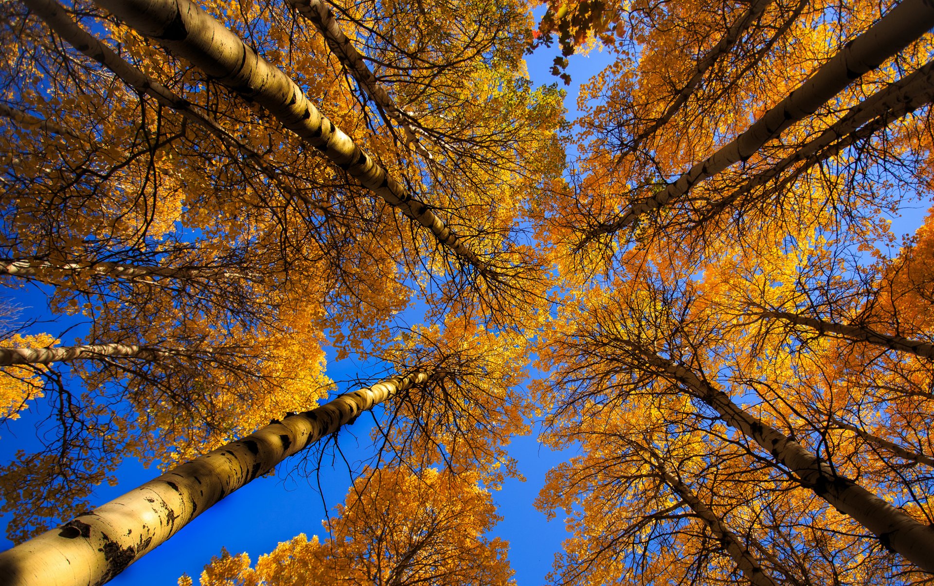 cielo albero tronco corona foglie autunno