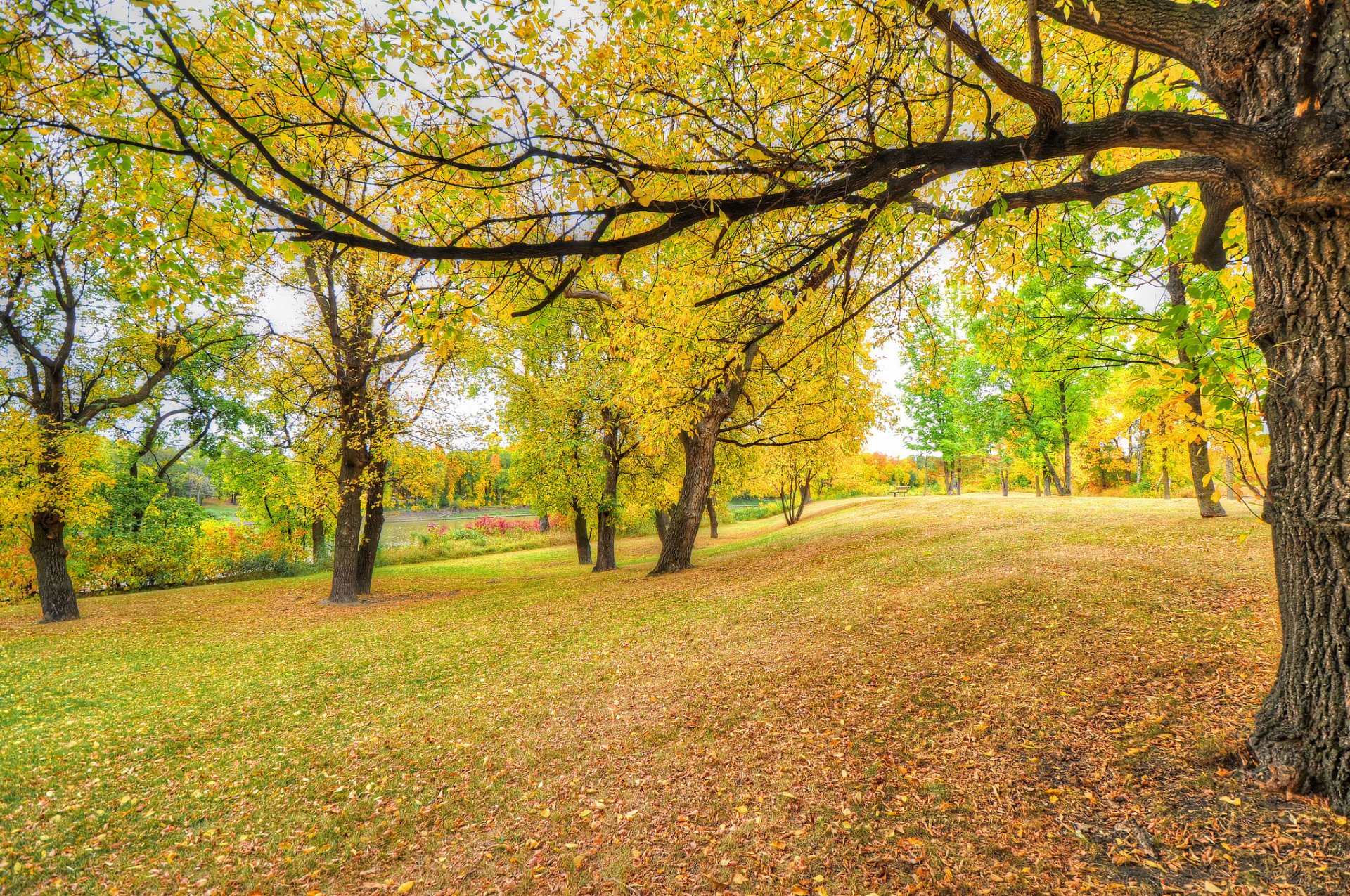 park tree grass leaves autumn