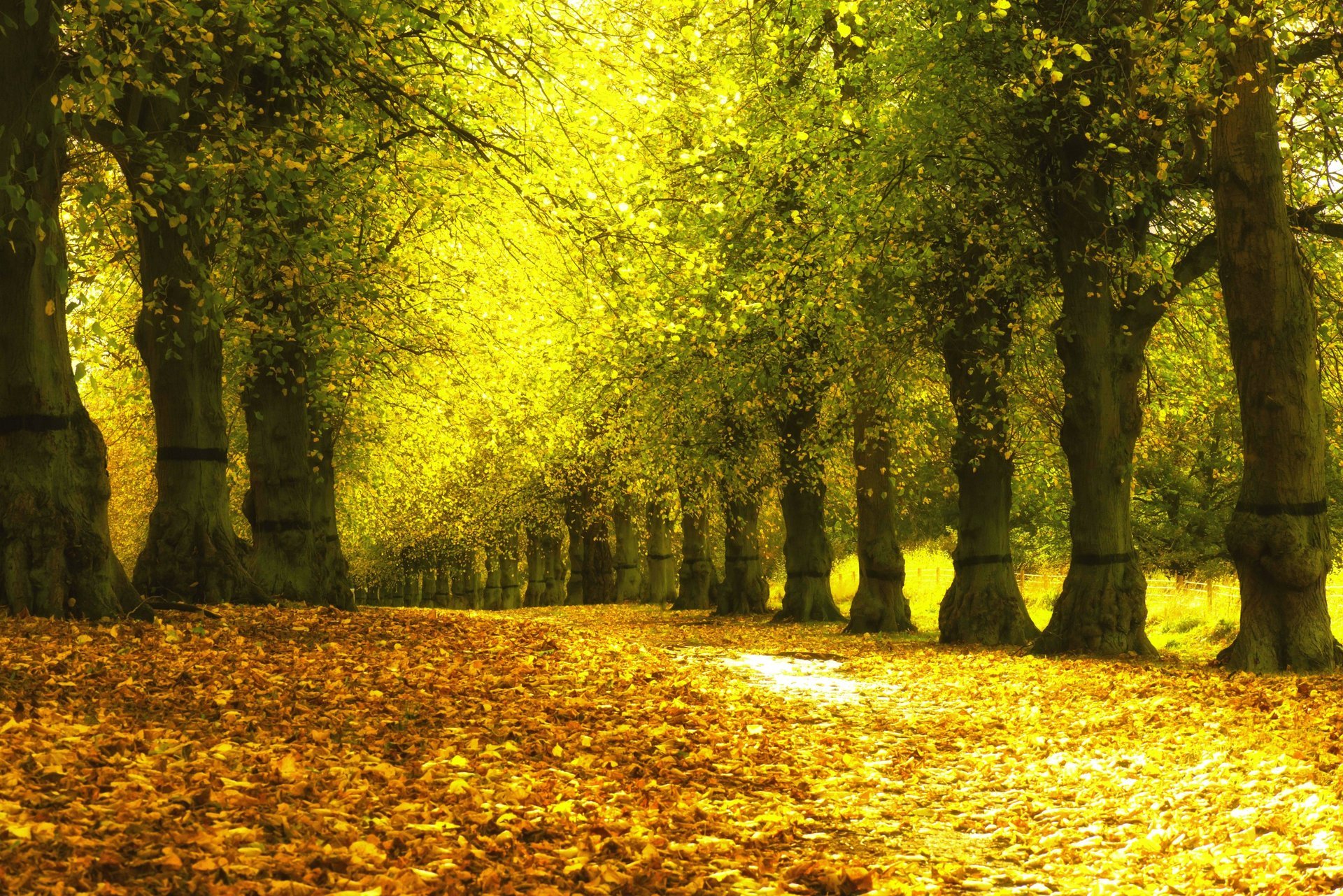 autunno parco alberi vicolo foglie giallo