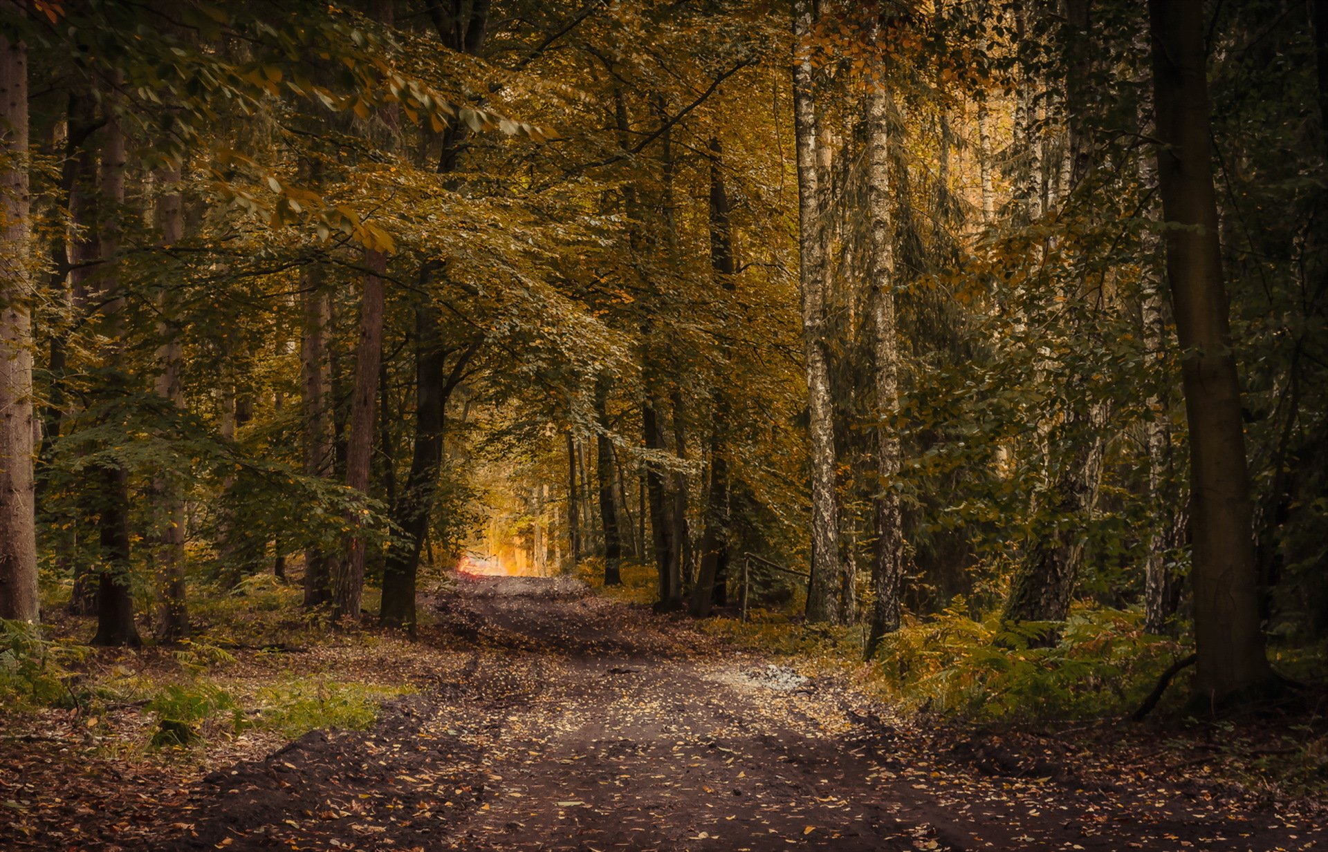 forêt route automne