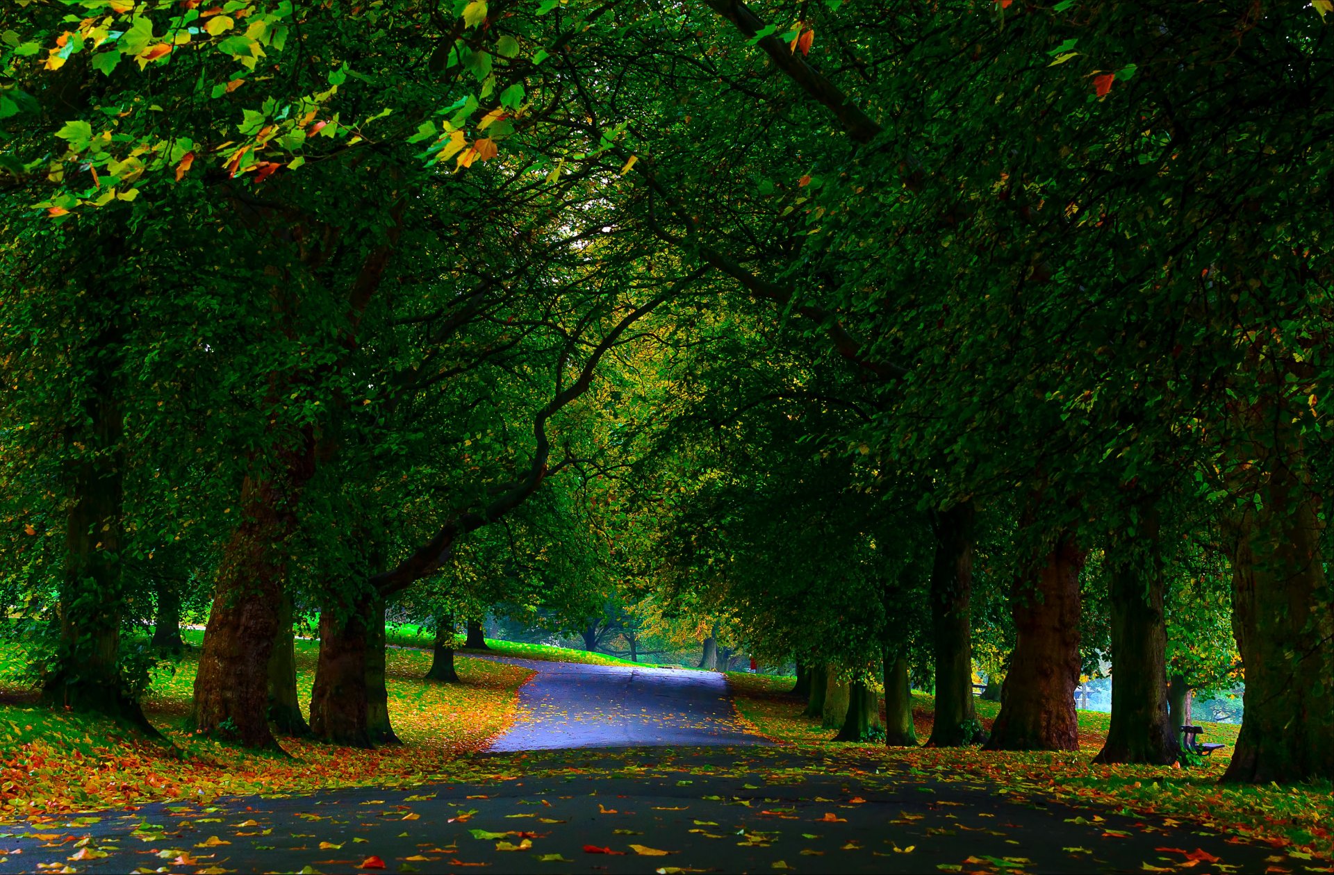 park tree green alley leaves autumn