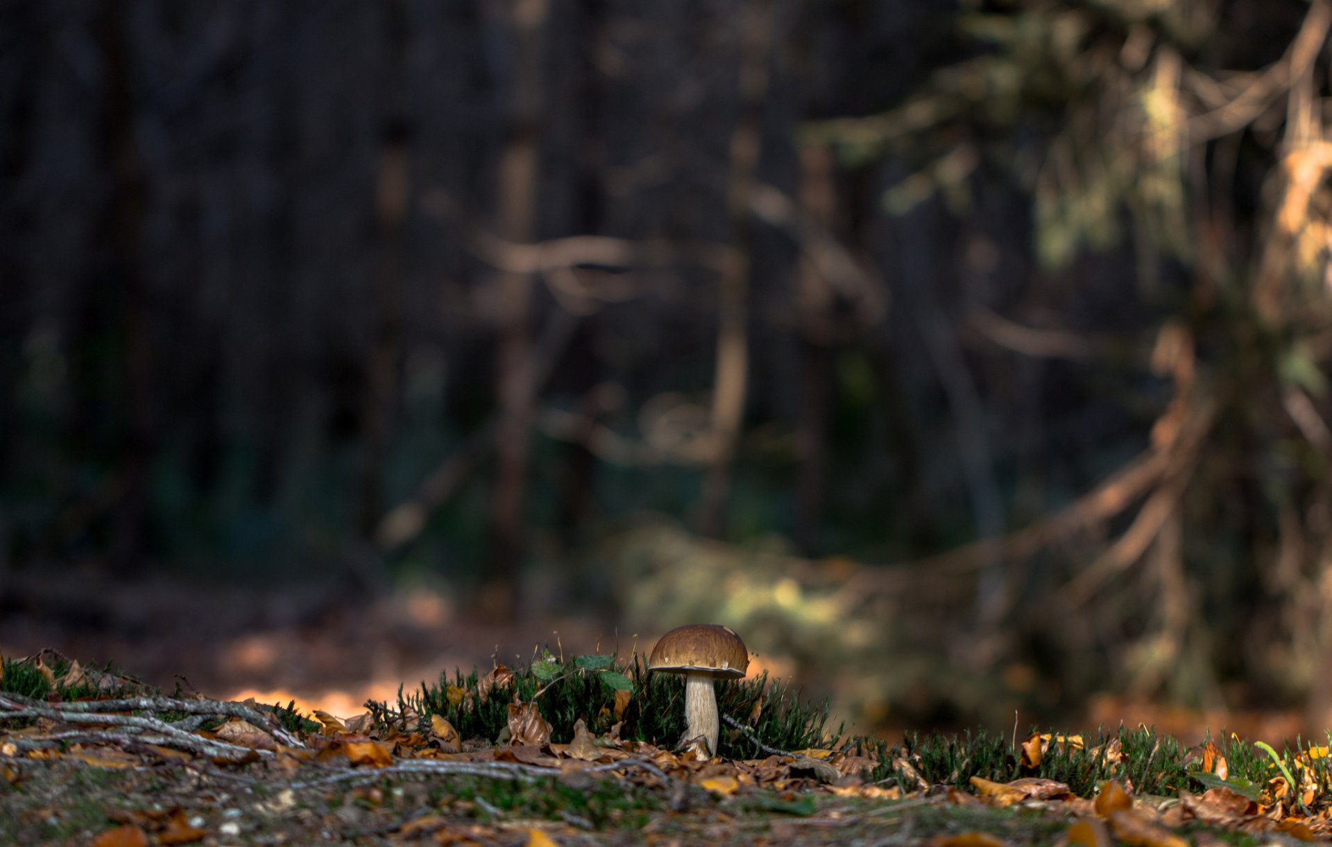 hongo blanco bosque musgo naturaleza