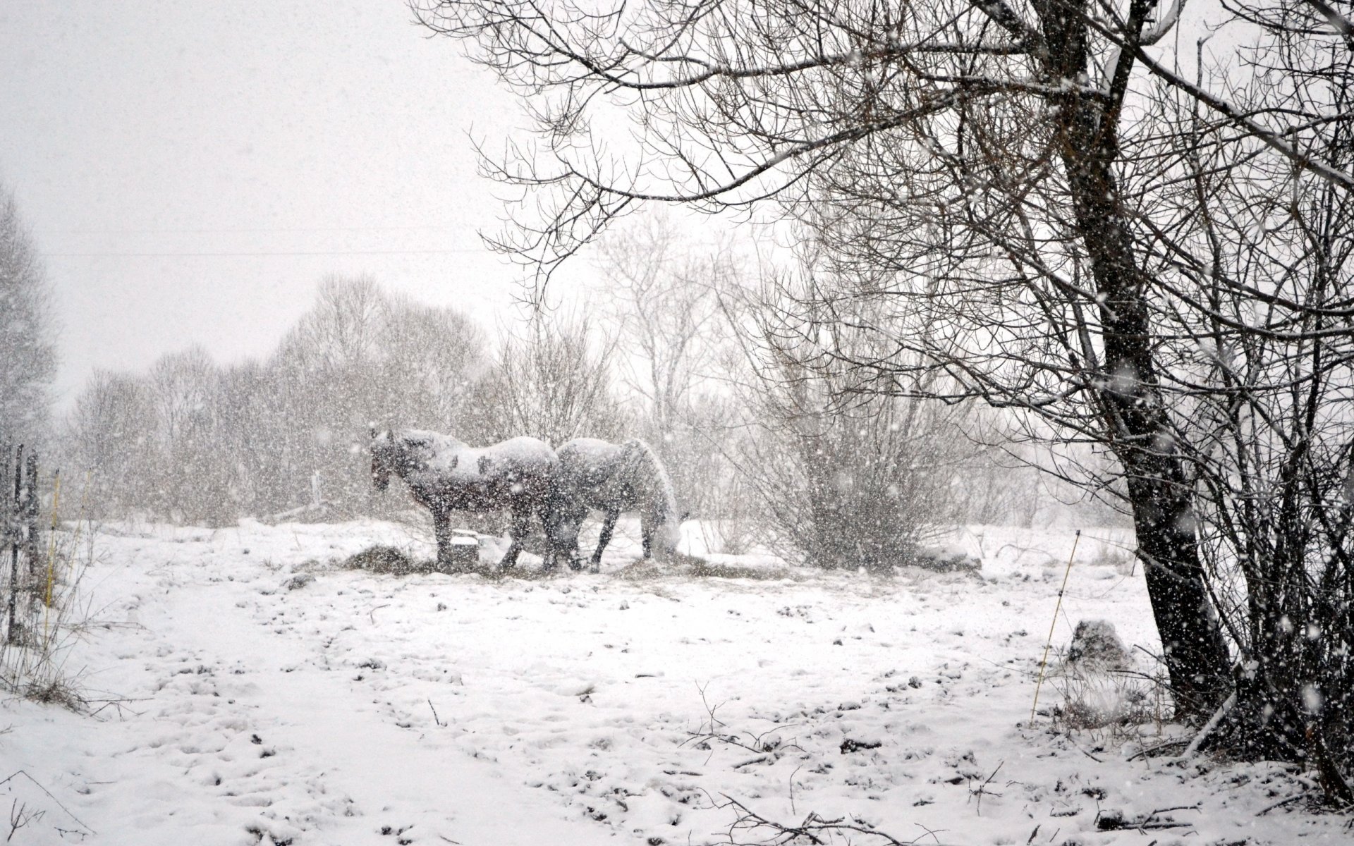 winter schnee pferde