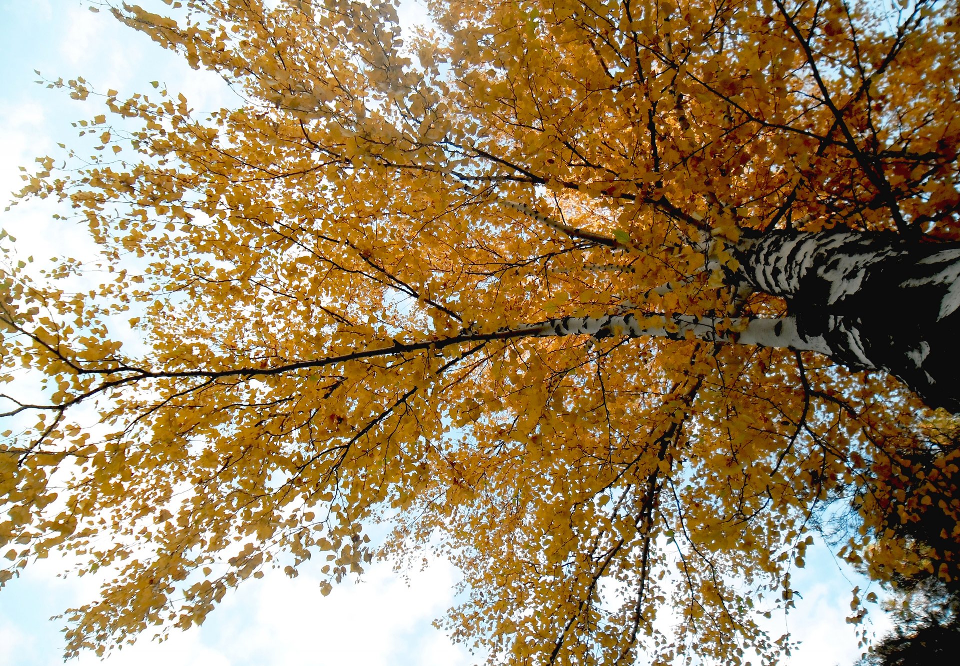 arbre bouleau branches feuilles automne