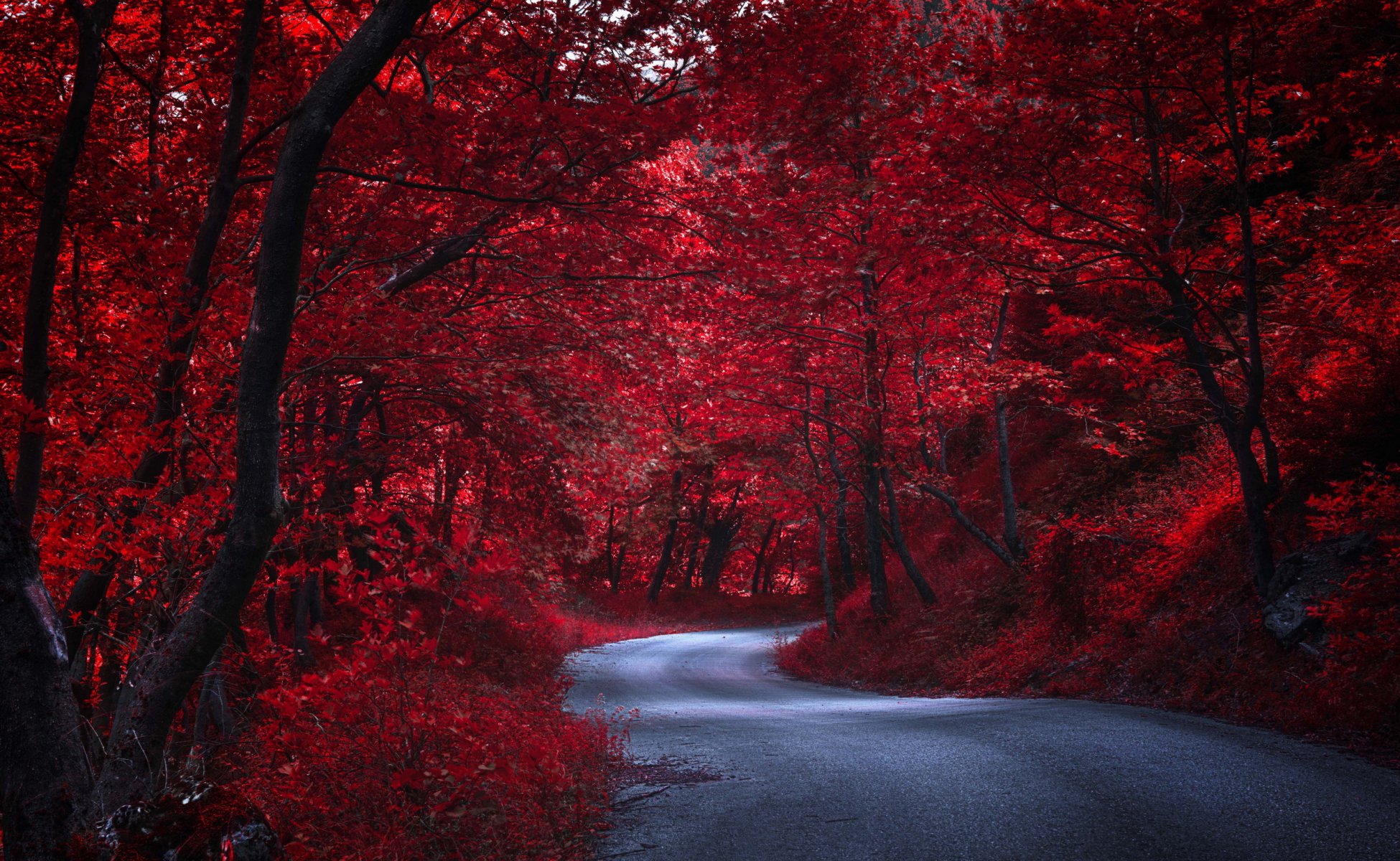 straße bäume natur