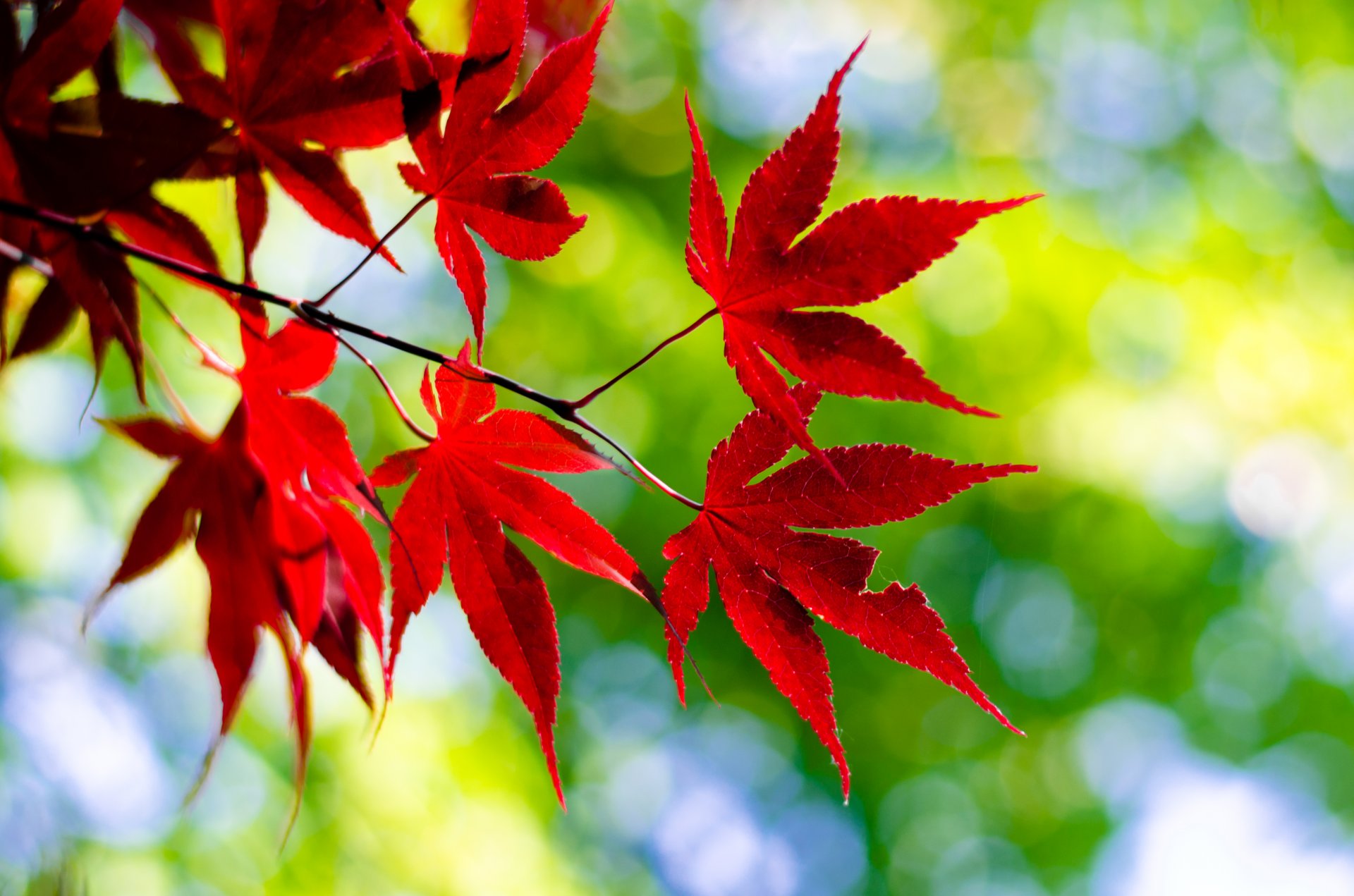 nature feuilles rouge brindille gros plan