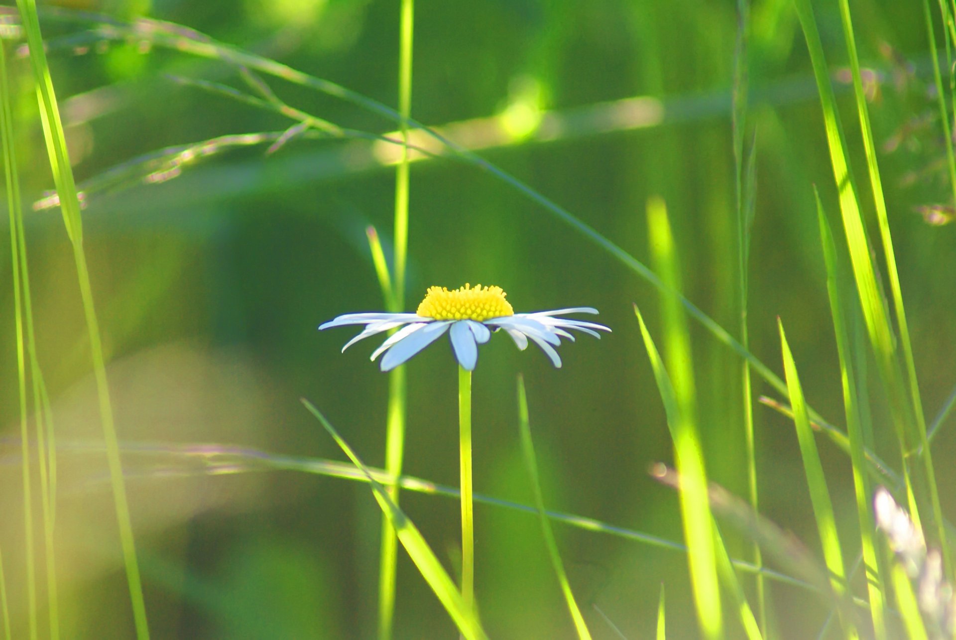 flor margarita pétalos prado campo hierba