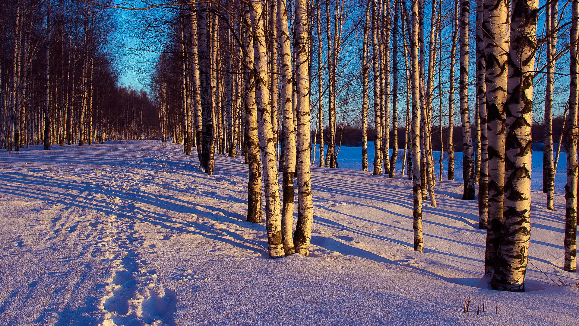 invierno noche bosque árboles nieve huellas paisaje