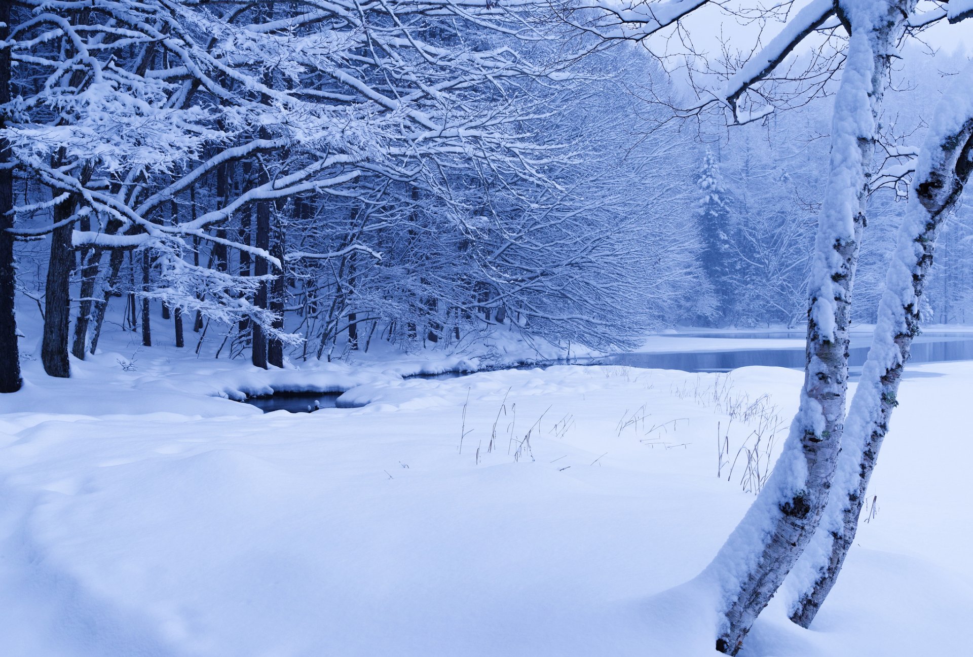 bosque arroyo estanque invierno nieve árboles